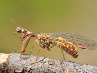 pakudlanka jižní.jpg pakudlanka jižní.jpg